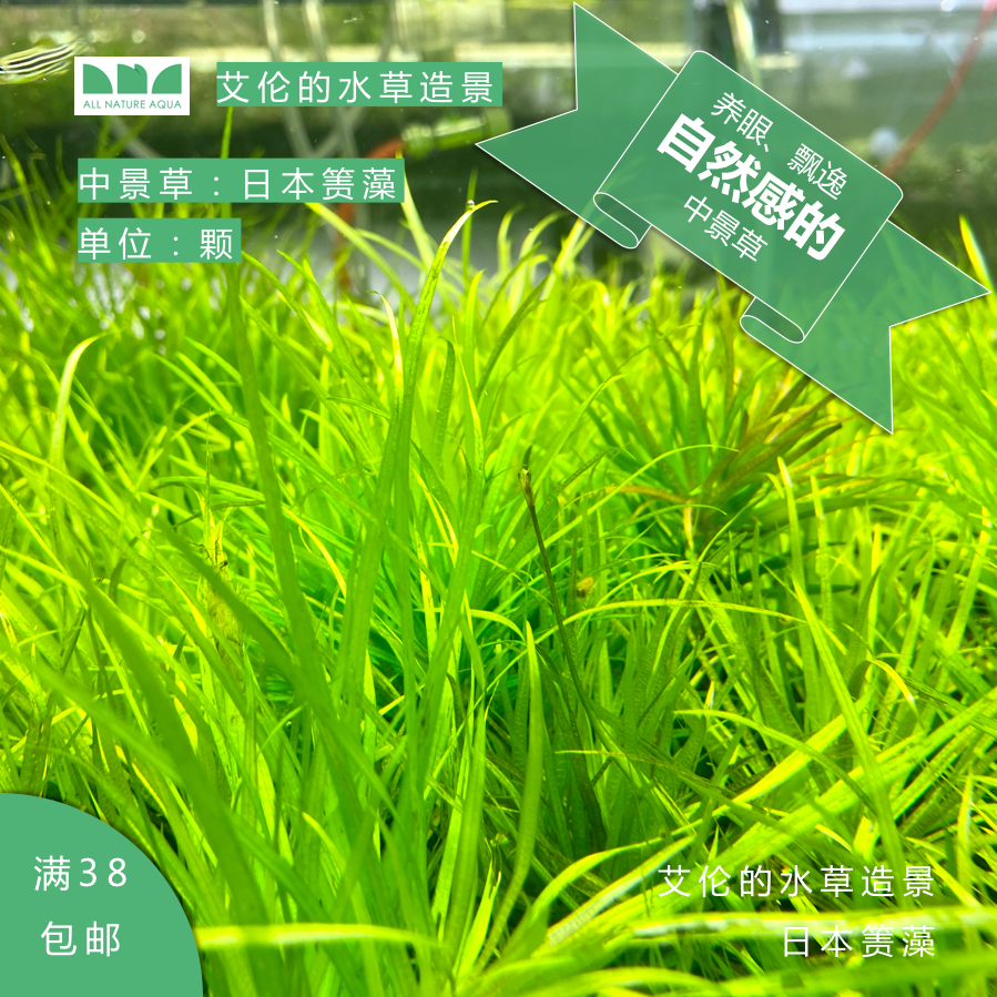 艾伦的水草造景 日本箦藻绿色系中景...