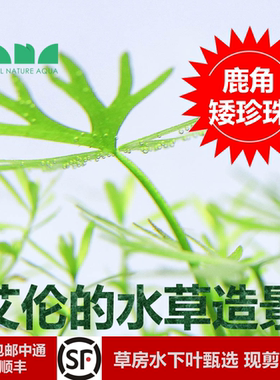 艾伦的水草造景 鹿角矮珍珠水下叶草缸绿色中前景淡水水草可无CO2