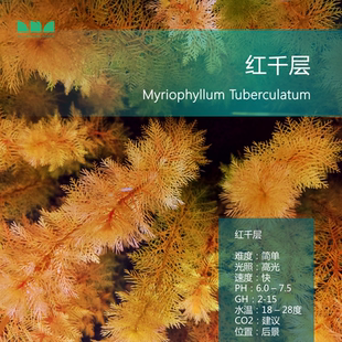 艾伦水草造景红千层红狐尾草后景红色水草好养活无需CO2淡水草缸