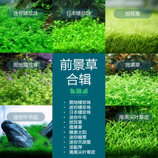 水草造景迷你牛毛挖耳草爬地迷你日本矮珍珠天胡荽南美尖叶 艾伦