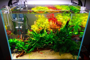 艾伦 杜鹃根青龙石紫柚沉木松皮石套餐 水草造景 草缸骨架设计