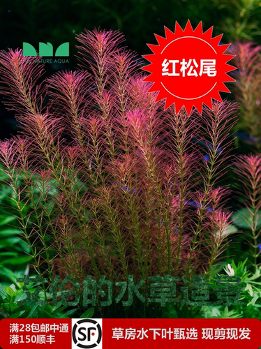 艾伦水草造景红松尾水下叶