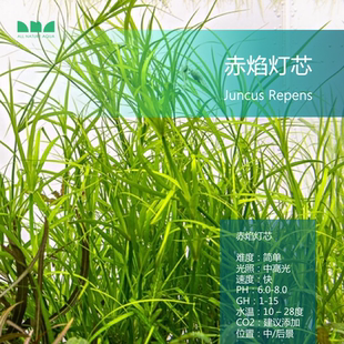 水草造景赤焰灯芯风车箦藻红色中后景活体稀有水草淡水鱼缸 艾伦