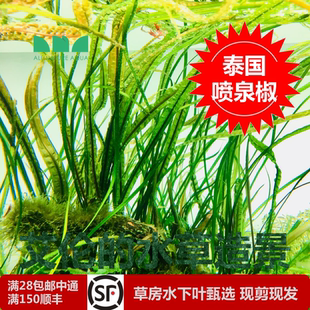 水草造景 艾伦 泰国喷泉椒草水草水下叶草缸后景强光变成棕红色