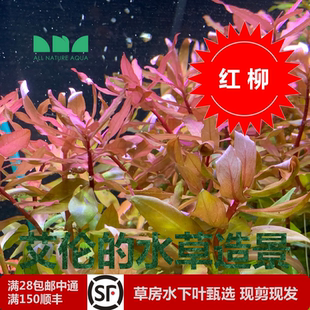 水草造景 艾伦 红柳非洲小红柳各种柳水下叶红色中后景很好发色