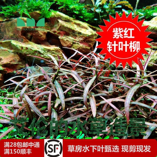 水草造景紫红针叶柳水下叶半水下叶草缸紫红色中景草强光矮 艾伦