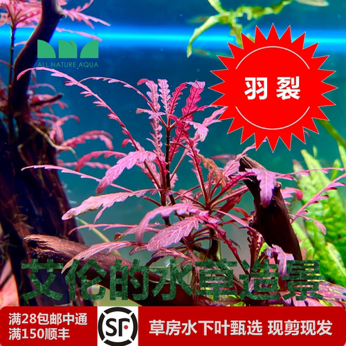 艾伦水草雨裂水蓑衣水下叶后景草
