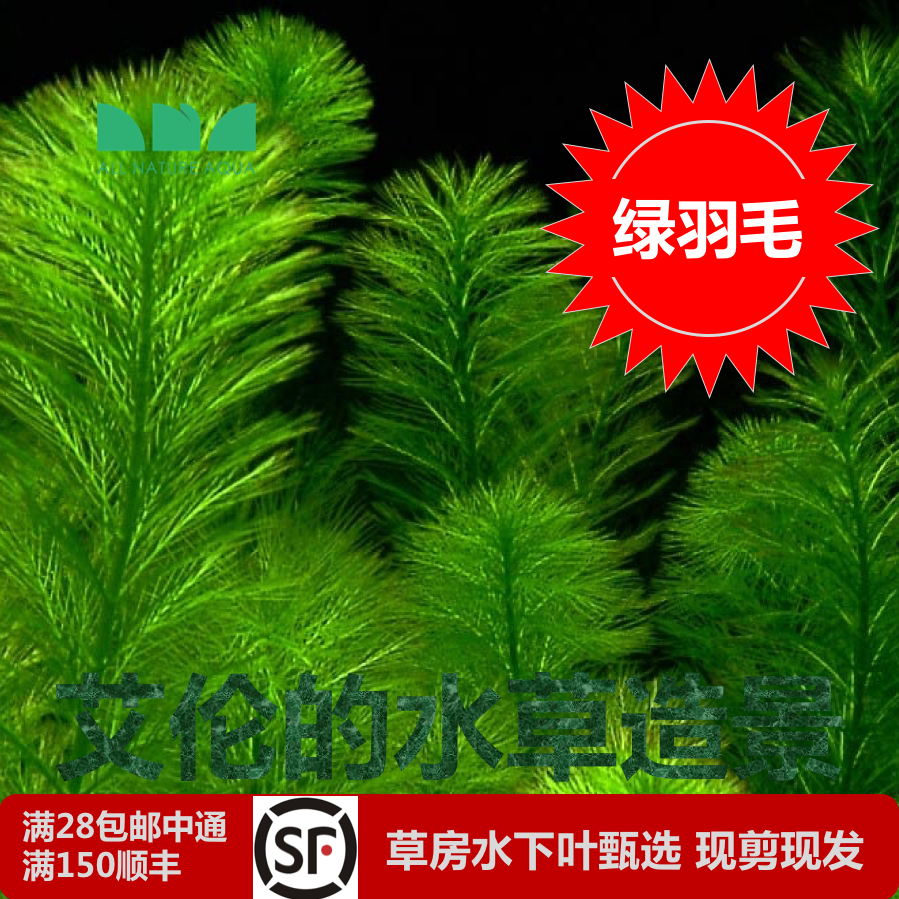 艾伦的水草造景 绿羽毛日本绿千层水下叶无co2也能养强光会变粉色