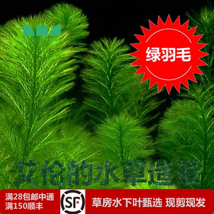 水草造景 艾伦 绿羽毛日本绿千层水下叶无CO2也能养强光会变粉色