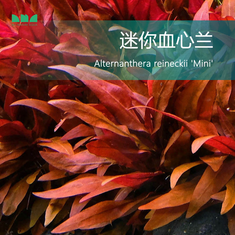 艾伦水草造景迷你血心兰无需CO2