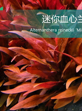 艾伦的水草造景 迷你血心兰水下叶草缸中景红色水草无需二氧化碳
