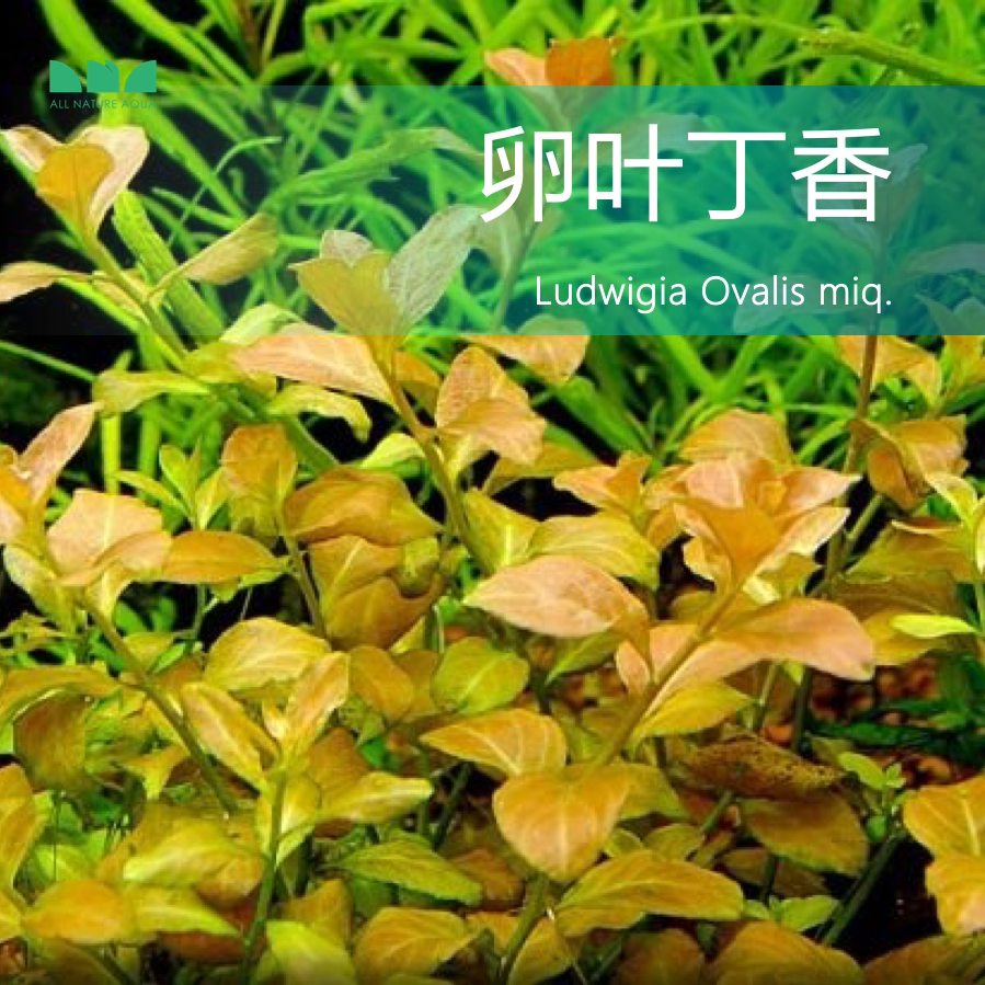 艾伦的水草造景卵叶丁香草缸鱼缸后景红色水下叶有茎后景水草好养