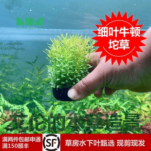 艾伦水草造景细叶牛顿坨草古法缸水草净化水质懒人增氧无碳自沉水