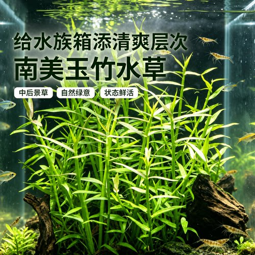 艾伦水草造景南美玉竹好养
