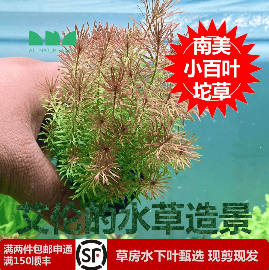 艾伦水草造景南美小百叶坨草古法缸净化水质懒人增氧无需碳自沉水