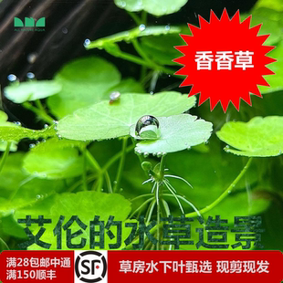 水草造景 艾伦 香香草ADA造景专用无需二氧化碳可水上也可以水下
