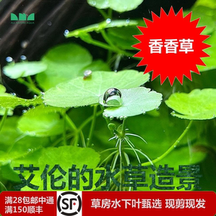 香香草ADA造景专用无需二氧化碳可水上也可以水下 艾伦 水草造景