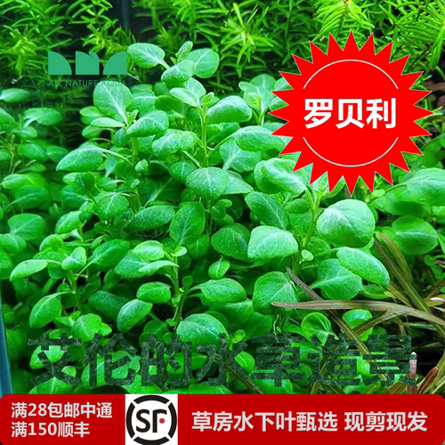 艾伦的水草造景罗贝利水下叶