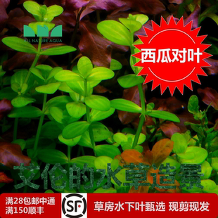 水草造景西瓜对叶小对叶草缸中后景叶片带白色条纹很像西瓜 艾伦
