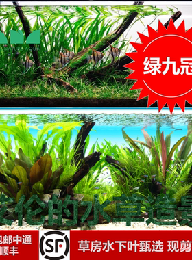 艾伦的水草造景绿九冠水下叶草缸宽叶飘逸后景草无二氧化碳可以养