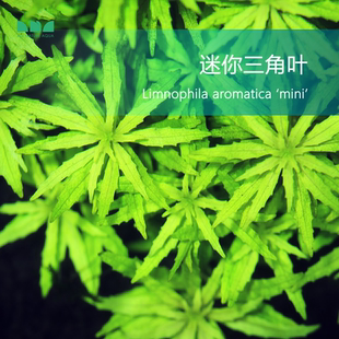 水草造景迷你三角叶水草水下叶鱼缸中后景淡水造景草缸好养 艾伦