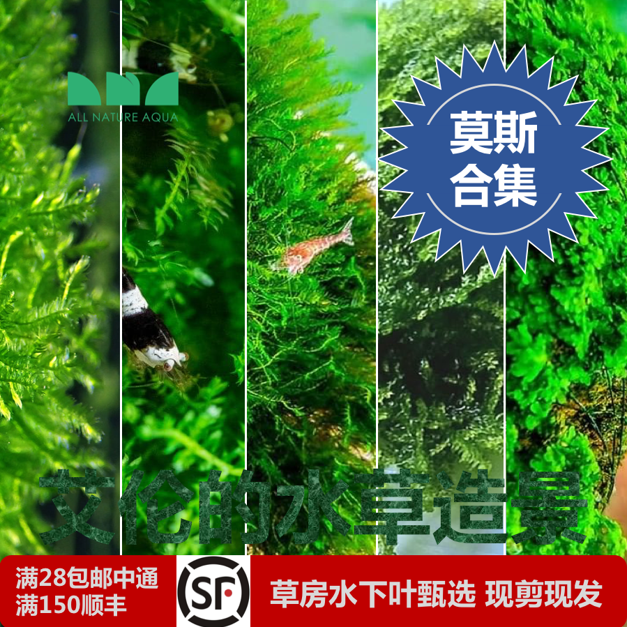 艾伦水草造景莫斯莫丝合自养