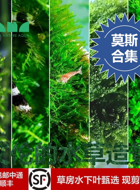艾伦水草造景莫斯合集水下叶鱼缸无CO2大小三角珊瑚美凤莫丝阴性