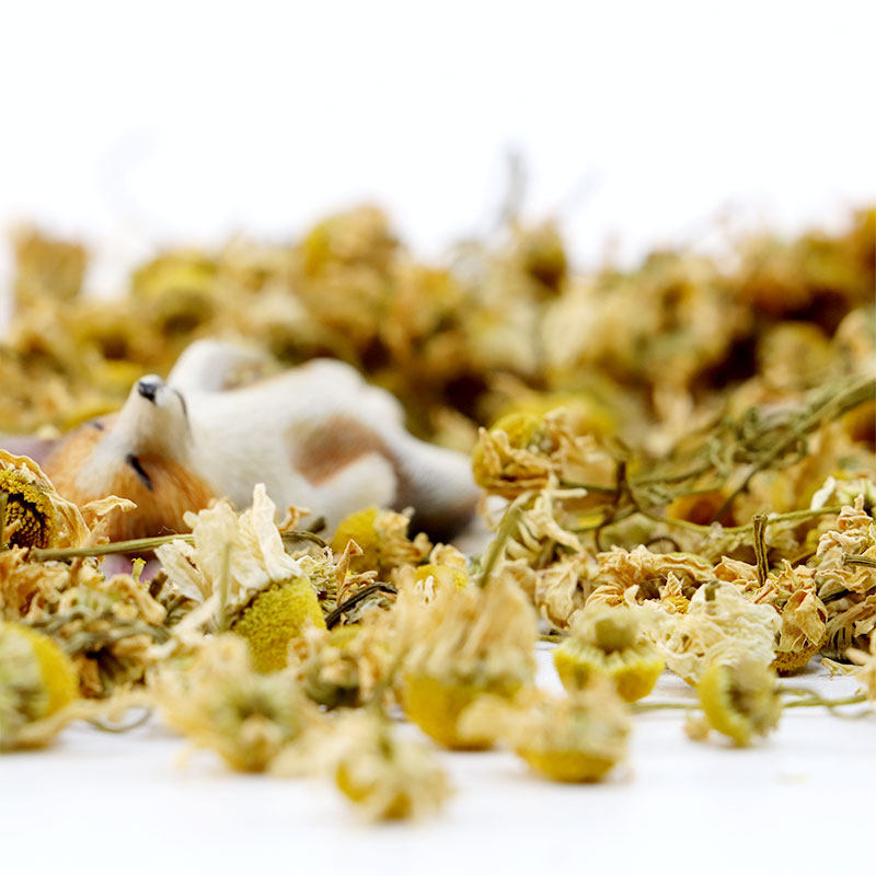 花草小食洋甘菊龙猫兔子豚鼠补充维生素防咬毛日常小零食,宠物/宠物食品及用品,鼠粮,淘宝优惠券,粉丝福利购,淘宝优惠卷