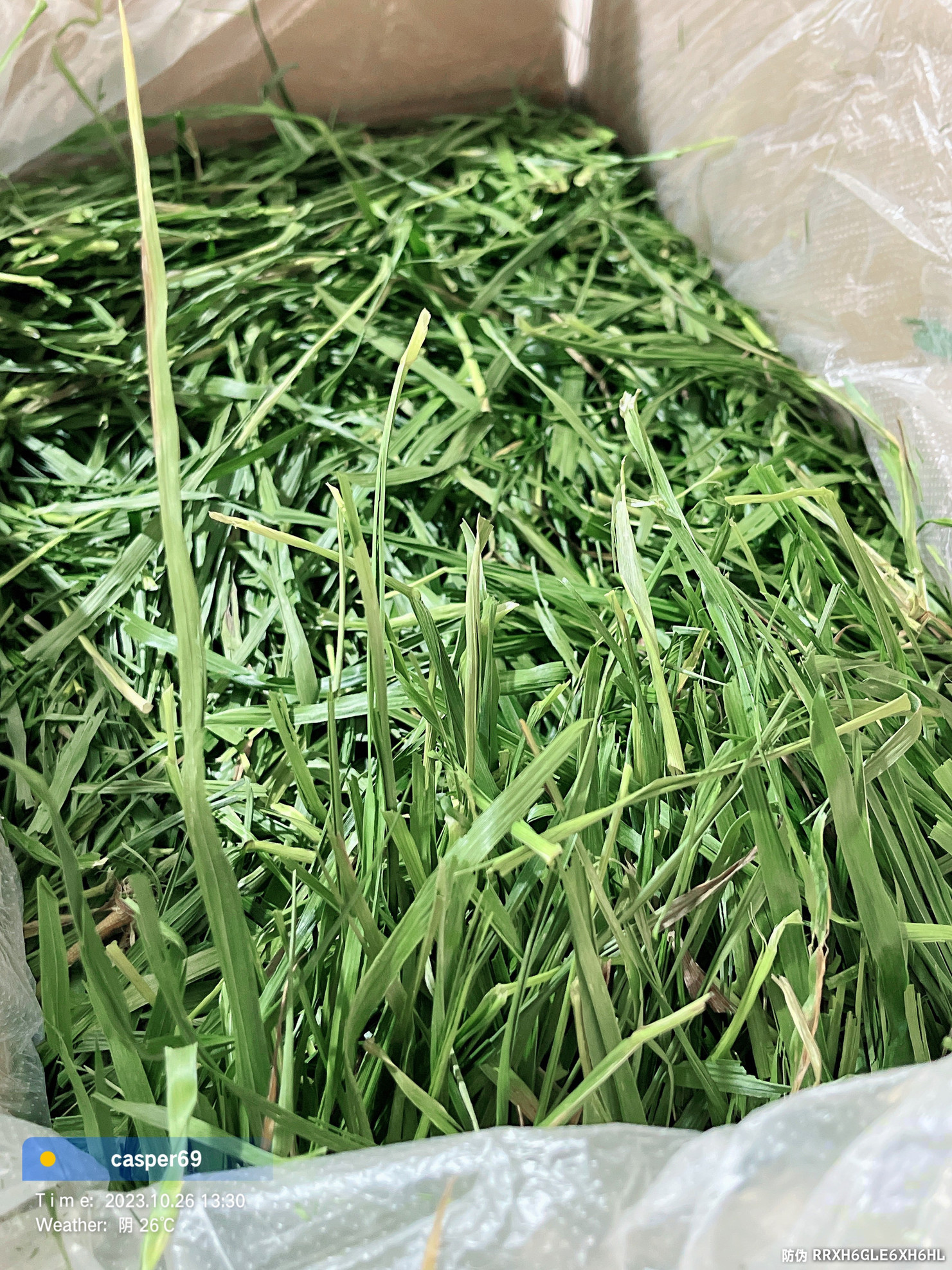 赫尔达提摩西苜蓿燕麦大麦小麦