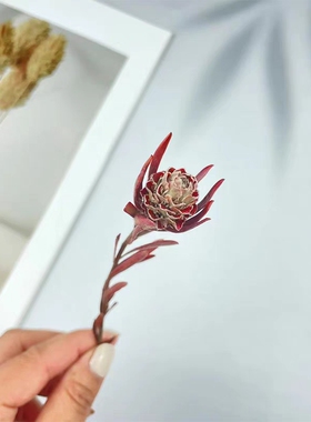 澳洲郁金香永生花果实DIY干花装饰配材 绿宝石植物相框标本花材
