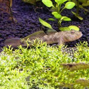 原生溪流鱼子陵吻虾虎鱼溪吻白面虾虎鱼高帆褐吻李氏淡水观赏鱼