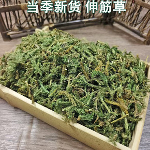 山货伸筋草中药材舒筋草双三藤桂枝汤正品宽筋草狮子草石松草
