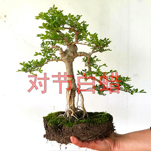 对节白蜡盆景树桩，对接白蜡盆景老桩阳台绿植素材
