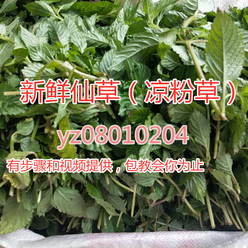 3件包邮绿凉粉草原料生草湿草绿仙人草即采摘发货新鲜草绿凉粉料