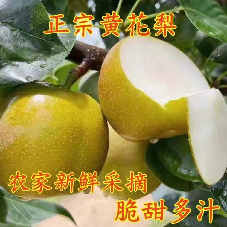 湖北正宗薄皮黄花梨新鲜当季孕妇水果梨子多汁脆甜翠冠沙梨