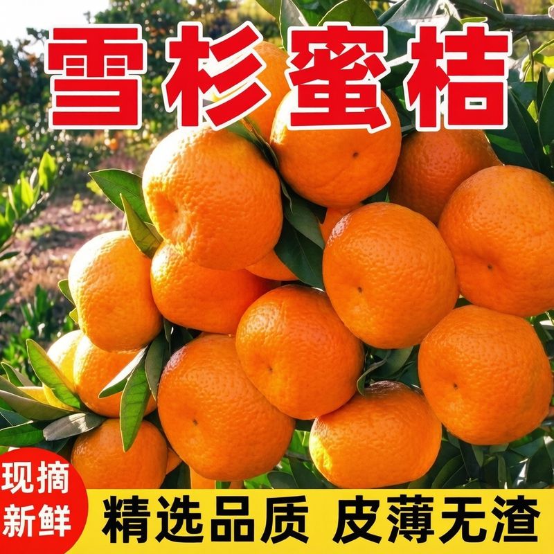 橘子新鲜蜜橘鲜甜无核薄皮黄柑橘桔子