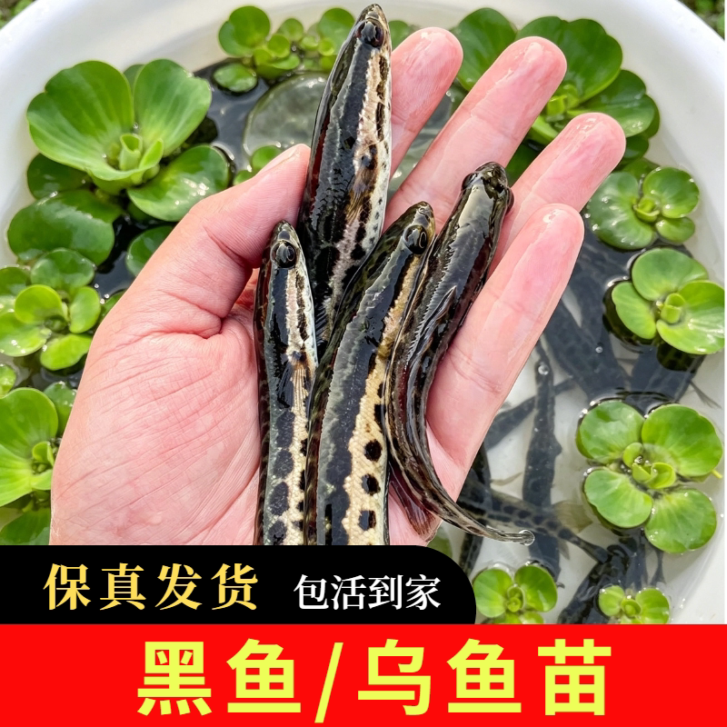 活体杂交小黑养殖观赏淡水乌鱼