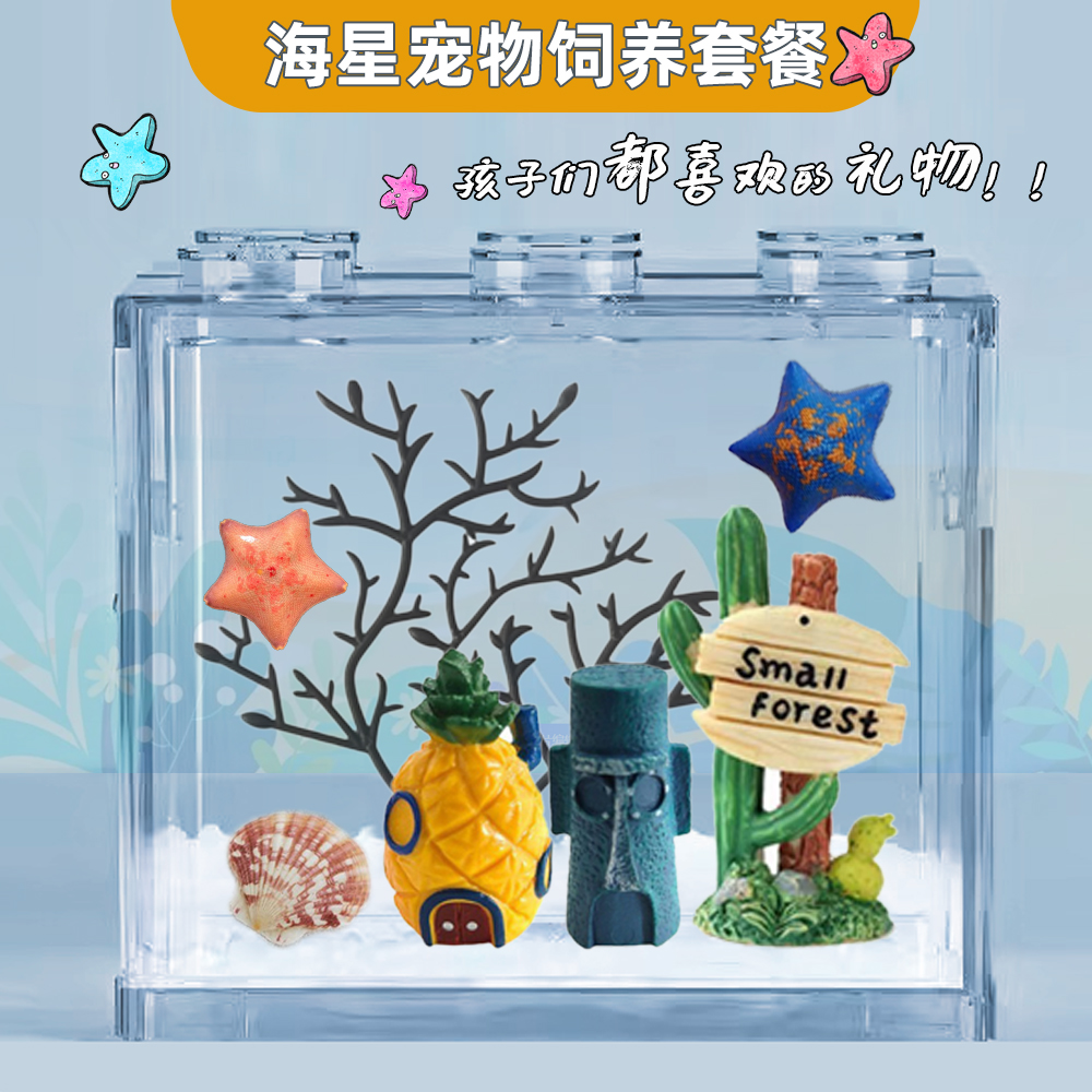 【海星饲养套餐】海星宠物派大星桌面生态缸海水活体儿童新年礼物