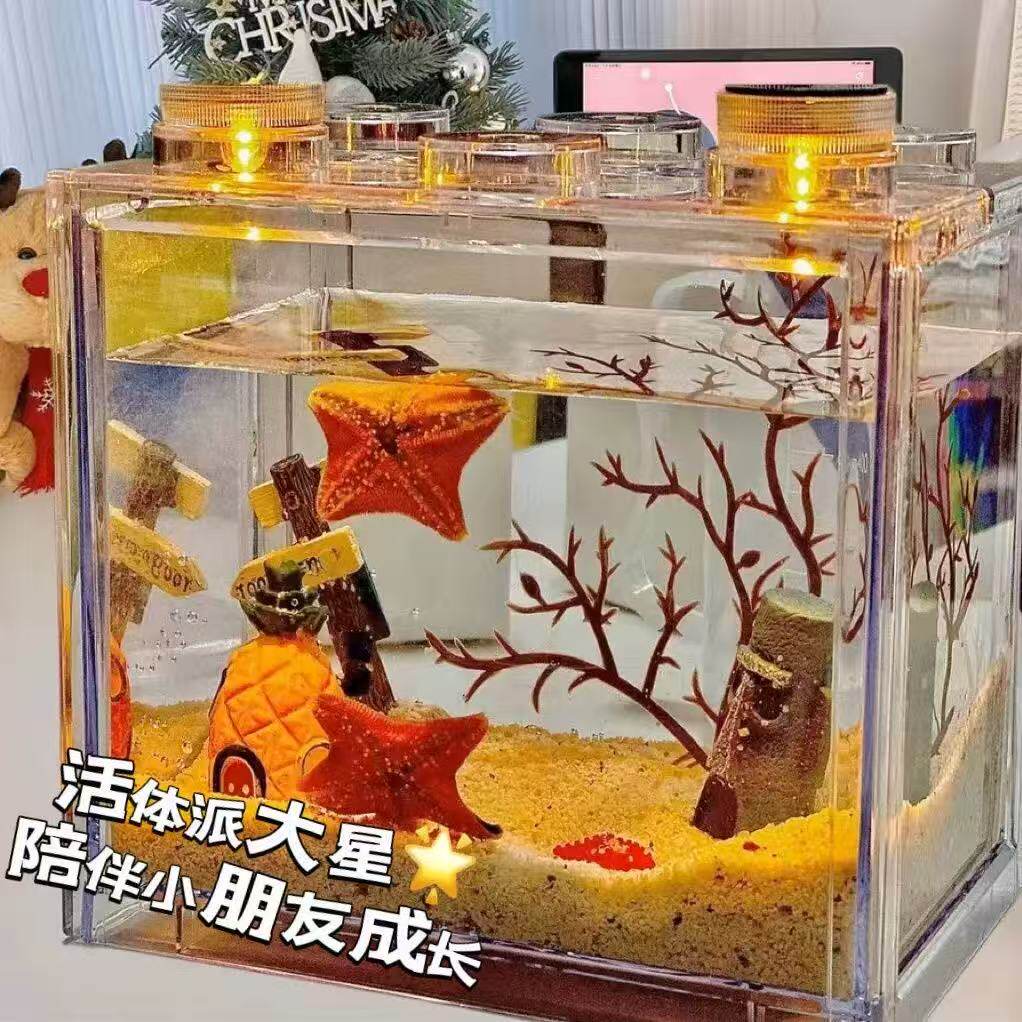 【好物体验专享】+海星活宠物饲养套餐派大星桌面生态缸海水饲养