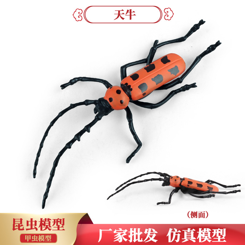 儿童认知仿真实心昆虫玩具天牛八角儿啮桑牛角虫模型礼品桌面摆件