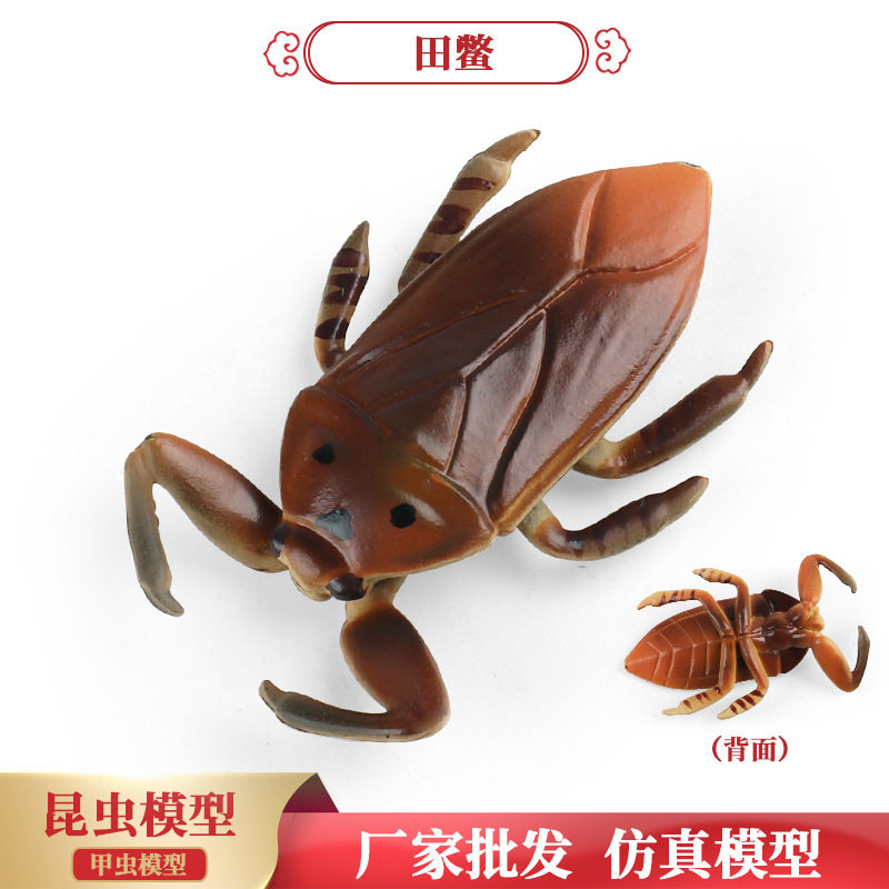 儿童认知科教仿真整蛊实心昆虫玩具田鳖河伯虫水鳖虫动物模型摆件