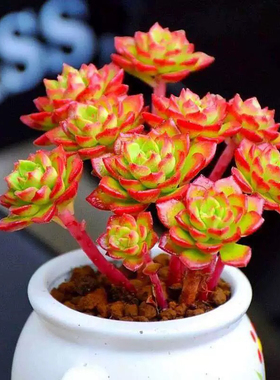火焰蒂亚多头群生多肉植物盆栽新手好养老桩肉肉植物室内花卉盆栽