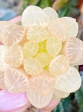 琥珀灯芯玉露多肉植物金黄色灯芯十二卷高档肉肉办公桌室内阳台