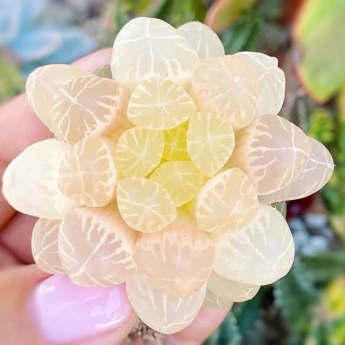 琥珀灯芯玉露多肉植物金黄色灯芯十二卷高档肉肉办公桌室内阳台