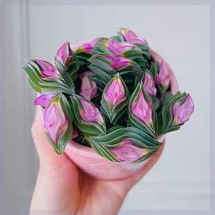 多肉植物重扇会开花桌面阳台好养肉肉绿植花卉盆栽 一帆风顺锦