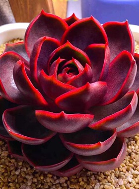 韩版红灯多肉植物好养盆栽贵货办公室绿植阳台花卉防辐射桌面室内