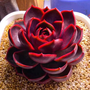 红灯多肉植物好养盆栽贵货办公室绿植阳台花卉防辐射桌面室内 韩版