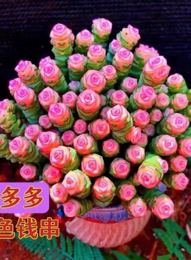 新品开花钱串桌面小盆栽招财多肉植物钱多多办公室内外阳台好养活