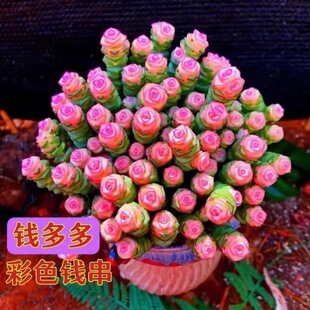 新品开花钱串桌面小盆栽招财多肉植物钱多多办公室内外阳台好养活