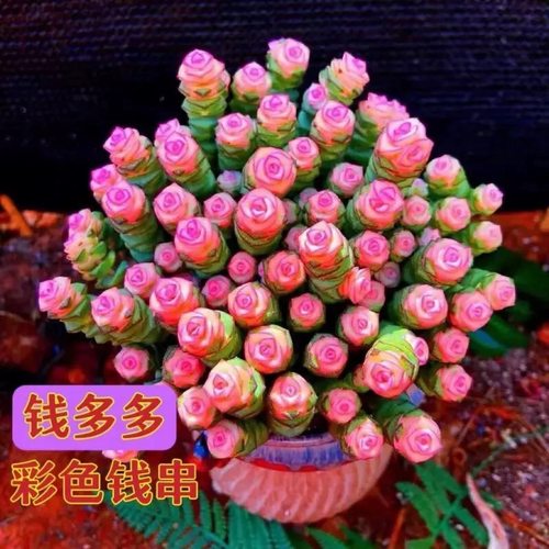 新品开花钱串桌面小盆栽招财多肉植物钱多多办公室内外阳台好养活